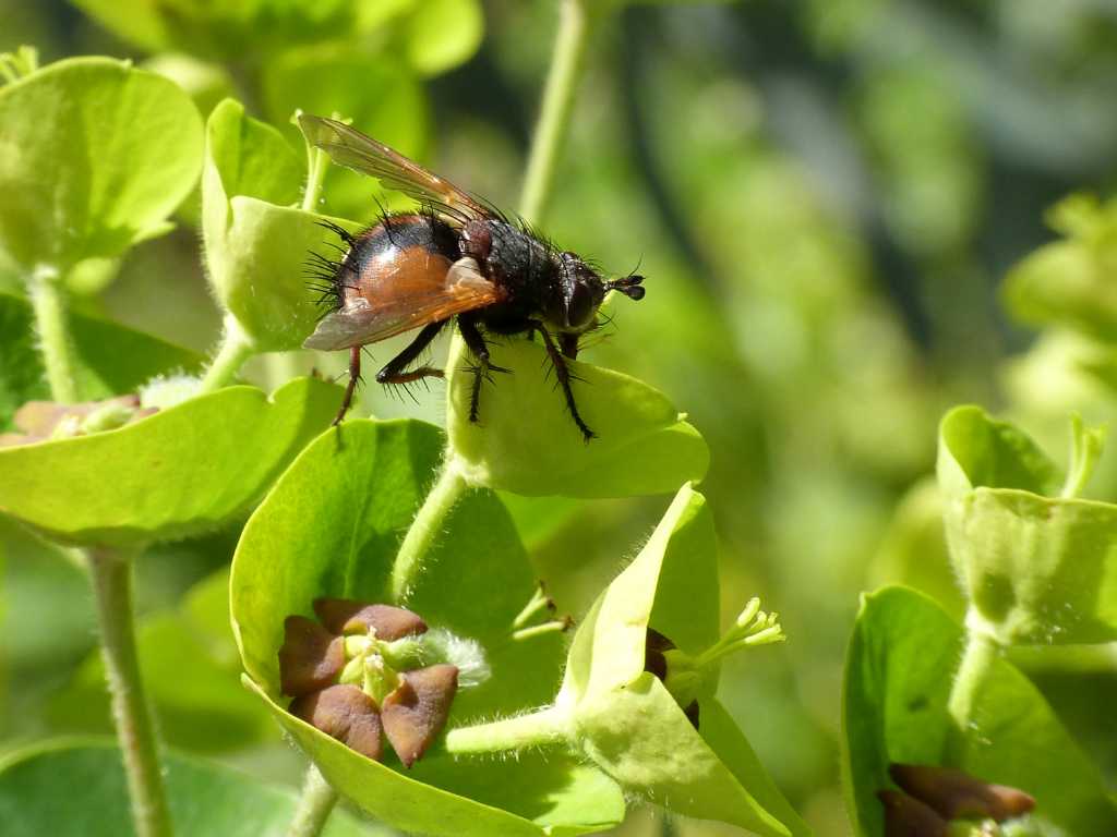 Tachina fera? - Tolfa (RM)